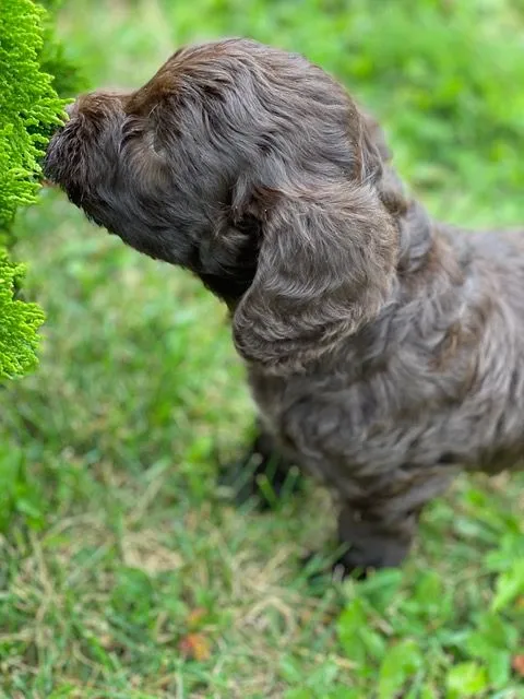 Veterinarian in Portland, OR